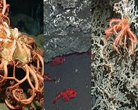 From Finding Nemo to minerals - what riches lie in the deep sea?