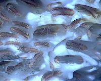 Can melting of frozen methane explain rapid climate change 56 million years ago?