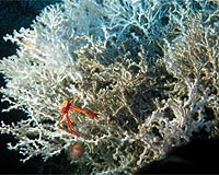 Coral Reefs Found Growing In Cold, Deep Ocean