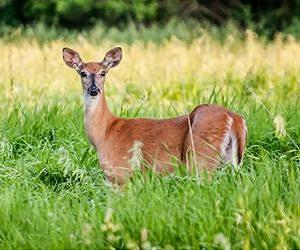 Targeted culling of deer controls disease with little effect on hunting