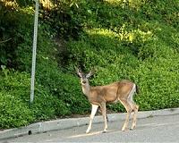 Deer-vehicle collisions increase during breeding season