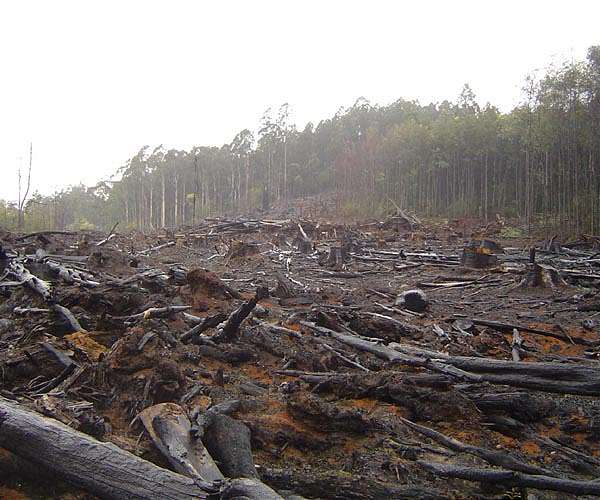 Facing backlash, EU moves to delay deforestation rules