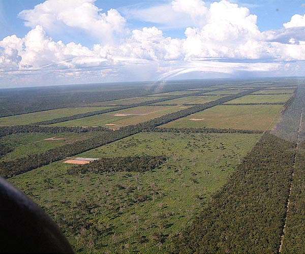 Market-based schemes not reducing deforestation, poverty: report