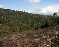 Deforestation long overlooked as contributor to climate change