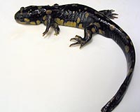 Study Rules Out Inbreeding As Cause Of Amphibian Deformities