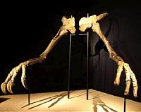 Fossils force scientists to rethink 'unusual horrible hand' dino