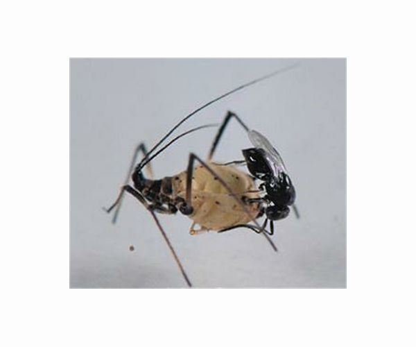Parasitoid that targets Asian fruit fly is actually two distinct species