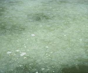 Are Nuisance Jellyfish Really Taking Over the World's Oceans?