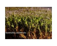 This desert moss has developed the ultimate water collection toolkit
