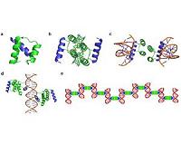 Making nanowires from protein and DNA