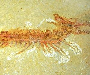 Researchers Reveal Remarkable Fossil