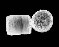 Scientists Sequence Genome Of Organism Central To Biosphere's Carbon Cycle