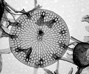 Reviving 100-Year-Old Diatoms