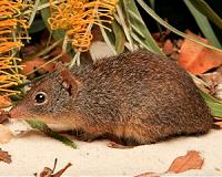 Dibblers get a second chance on Australian island