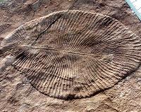 New study proves some of Earth's oldest animals could take trips