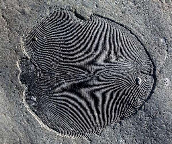 New light on Earth's first known mass extinction event 550 million years ago