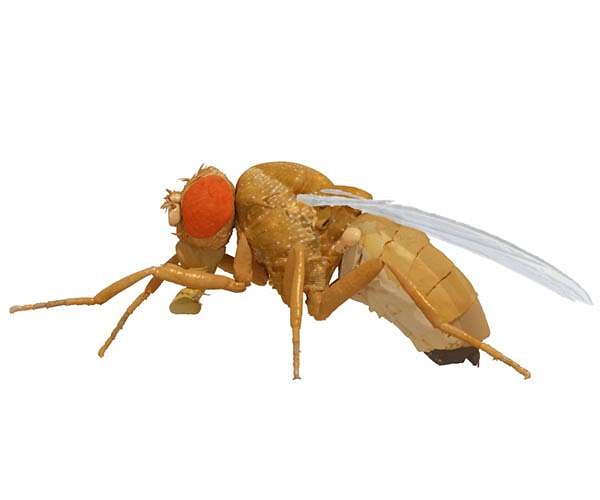 NeuroMechFly: A digital twin of Drosophila