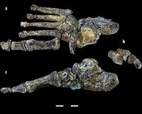 Foot fossils of human relative shows evolutionary 'messiness' of bipeds