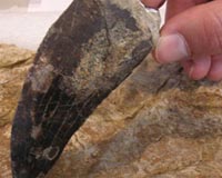 Largest Carnivorous Dinosaur Tooth In Spain Described