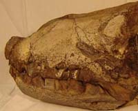 Hot And Heavy Dinos Rules The Earth