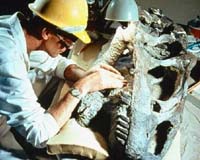 Good Times Ahead For Dinosaur Hunters