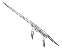 Fossils From Ancient Sea Monster Found In Montana