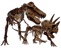 Dinosaurs were able to heal significant bone injuries, new study reveals