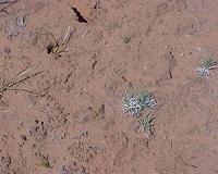 Climate change and the soil