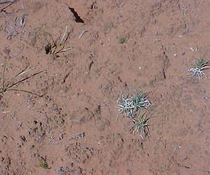 Biological Soil Crust Secrets Uncovered