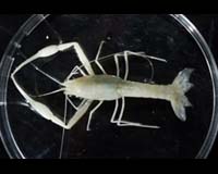 Hebrew University Researchers Uncover Eight Previously Unknown Species