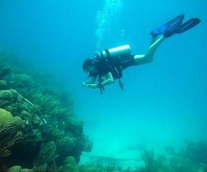 Air pollution stunts coral growth