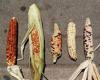 Spreading seeds by human migration