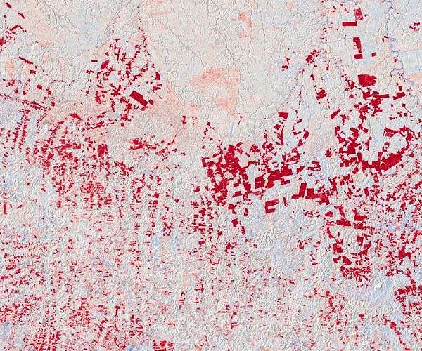 February deforestation in Brazilian Amazon lowest in years