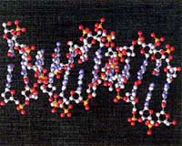Large Reservoir Of Mitochondrial DNA Mutations Identified In Humans