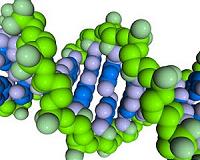 Scientists build 'designer' chromosome