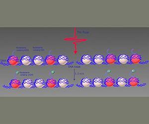 Intense terahertz pulses cause DNA damage but also induce DNA repair