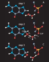 Scientists Uncover Critical Step In DNA Mutation