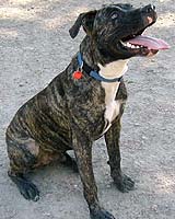 GPS Tracks Lost Pets; GlobalPetFinder Provides Security to Pet Owners
