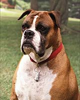 Year Of Dog Signals Calm Before A Storm Say Chinese Soothsayers