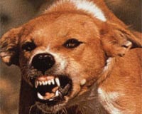 Vendors, activists face off at China dog meat festival