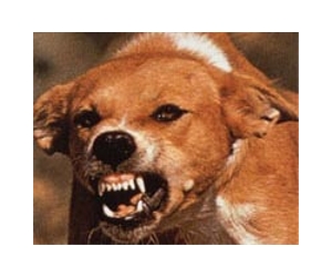 Fired Russian major alleges troops fed dog food