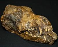 Domestication of Dogs May Explain Mammoth Kill Sites