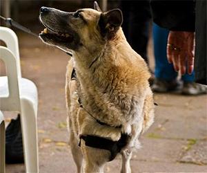 Three Legged Dogs Boost Robot Research