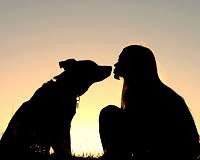 Feng shui masters predict claws out in Year of Dog