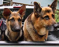 Dogs recognize facial cues like smiles and scowls