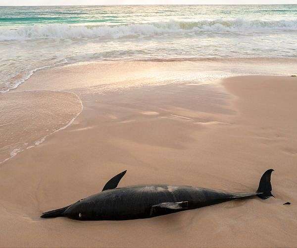 France orders rare Atlantic fishing ban to protect dolphins