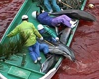 Japan dolphin hunting town threatens to sue over 'The Cove'