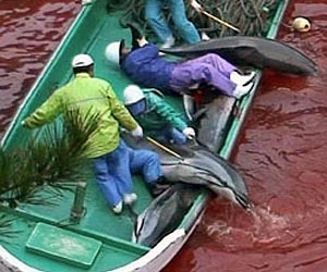 Japan dolphin-killing town to open marine park