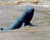 Mekong river dolphin nearly extinct: WWF