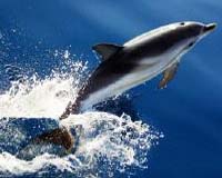 Scientists ask: Where have all the dolphins gone?